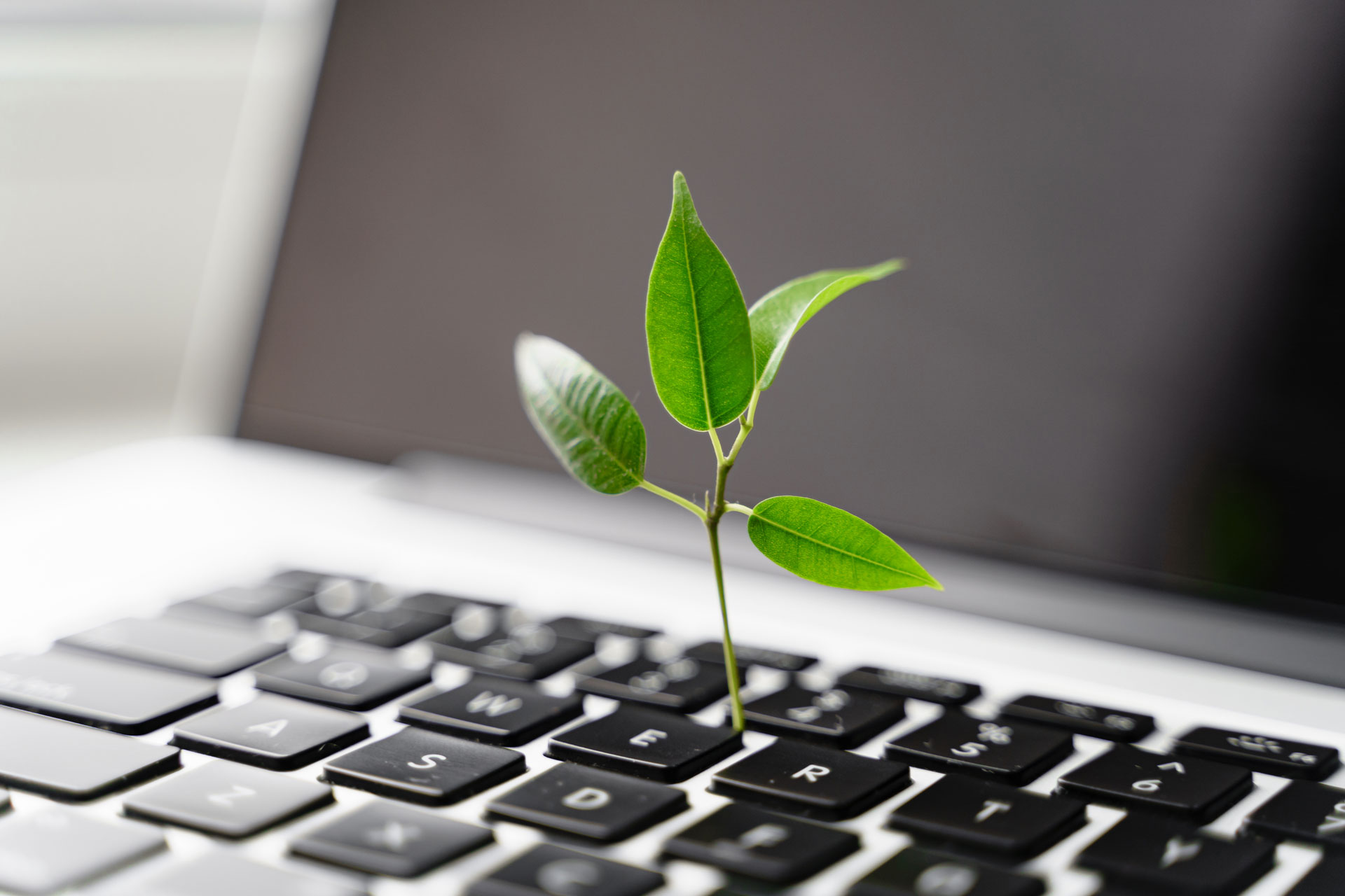 sustainability plant laptop